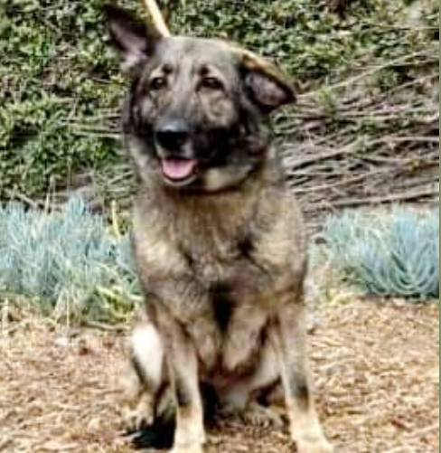 Sweet loving shepherd checks all the boxes to be a great companion but shelter has her on ‘alert’