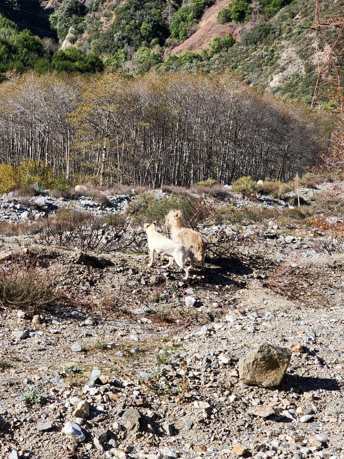Heartwarming rescue of the tiniest survivors of human indifference