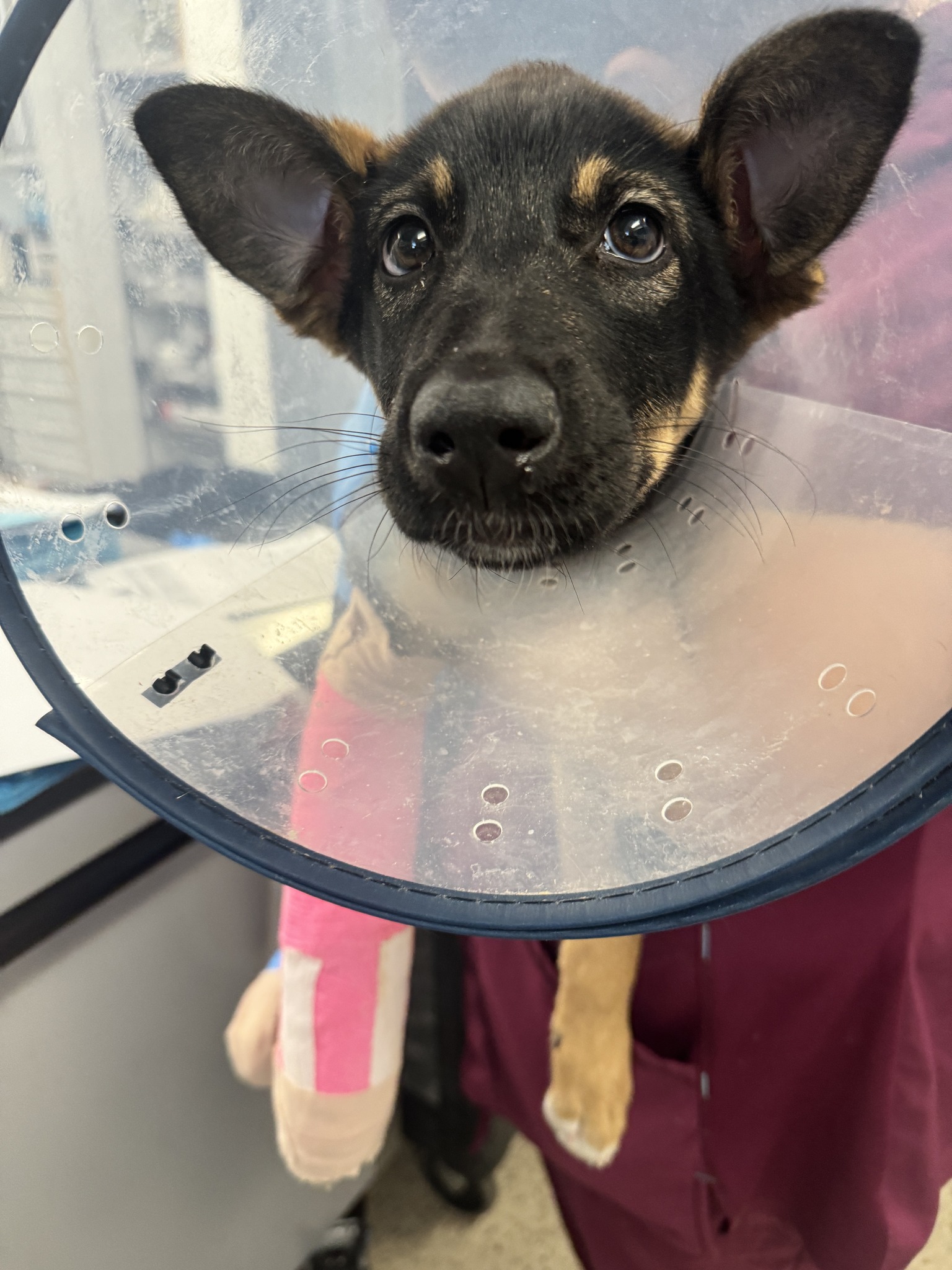 Three month old puppy had sad past of cruelty but rescuers embarked on 7 hour journey to save her