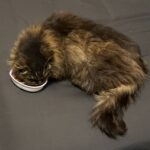 Lost cat reunited with her family after 15 years
