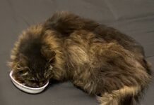 Lost cat reunited with her family after 15 years