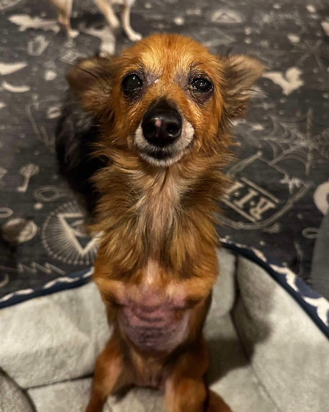 ‘Perfect’ two-legged dog unwanted by her owner found hiding under broken down car ‘Perfect’ two-legged dog unwanted by her owner found hiding under broken down car