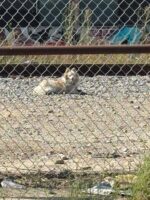 Stray dog covered in oil and grime lived along railroad tracks until miracle changed her fate Stray dog covered in oil and grime lived along railroad tracks until miracle changed her fate