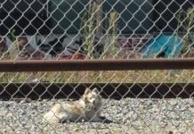 Stray dog covered in oil and grime lived along railroad tracks until miracle changed her fate