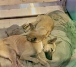 Three Malinois sisters seeking rescue help after being surrendered in heartbreaking condition Three Malinois sisters seeking rescue help after being surrendered in heartbreaking condition