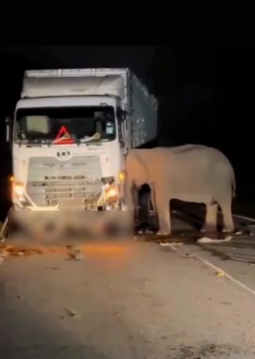 Heartbreaking: Mom elephant mourning loss of calf struck by truck on Mother’s Day may still be searching for her young