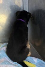 Frightened shepherd puppy tries his best to hide in corner at Florida shelter