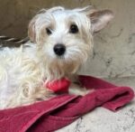 Saddest Update: Defenseless small dog thrown by cruel woman died during surgery