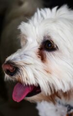 Pennsylvania man charged with animal cruelty after ‘drop kicking’ tiny dog against motel door