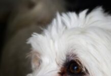 Pennsylvania man charged with animal cruelty after ‘drop kicking’ tiny dog against motel door