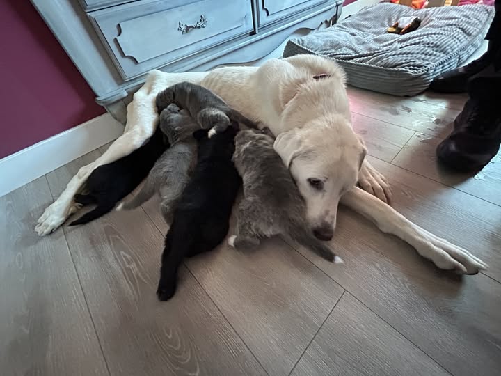 Puppies reunited with their mother after heartless owner threw them out moving car window