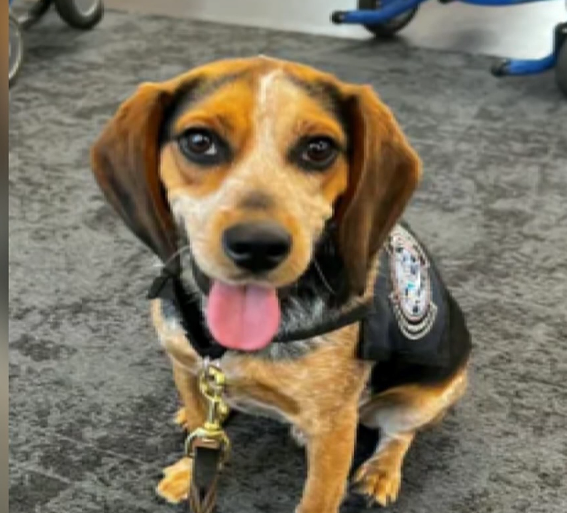 Egyptian man smuggling food through airport deported after kicking K9 Freddie when dog caught whiff of baggage Egyptian man smuggling food through airport deported after kicking K9 Freddie when dog caught whiff of baggage