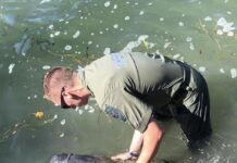 Six-month-old orphaned manatee calf rescued by wildlife officials and dedicated volunteers