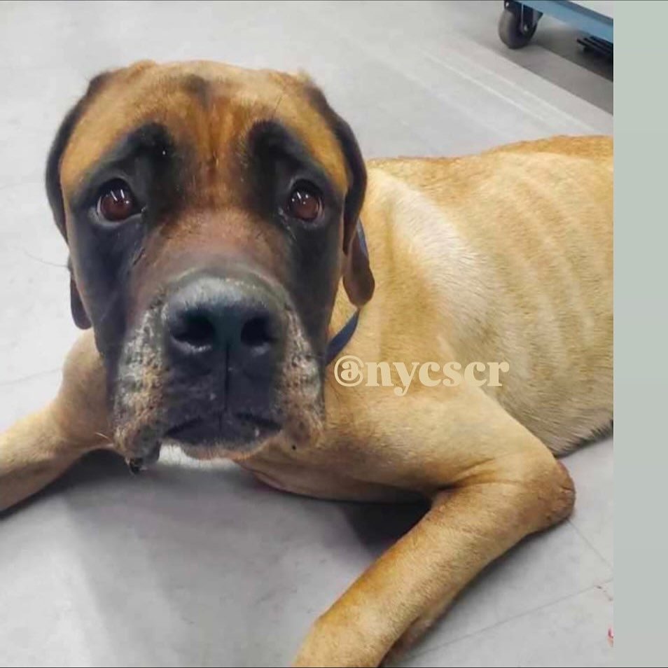 Young Boxer was once someone’s adored puppy but her owner dropped the ball and now her struggle to survive