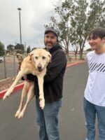 13-year-old stray too scared to move picked up by animal control reunited with her owner after lost for 4 years