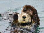 Rescuers helped to reunite 2 week old sea otter with her mother using sounds of pup’s frantic cries Rescuers helped to reunite 2 week old sea otter with her mother using sounds of pup’s frantic cries