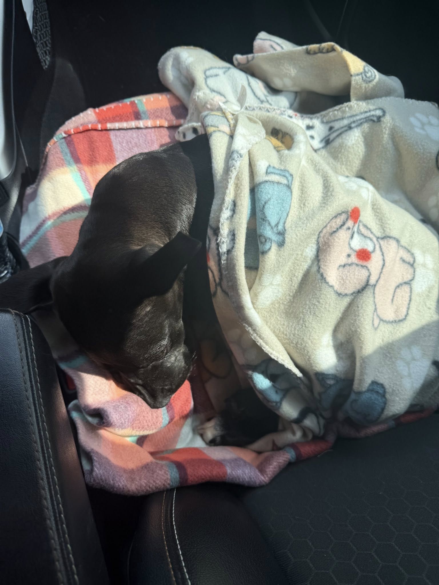 Heartbreaking: 6-month-old puppy rescued from trash on side of road in storage tote barely breathing