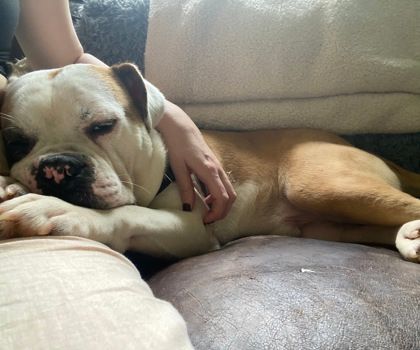 One last chance for Marlee ‘with perfect fur and tiny legs’ to be freed from crowded Georgia shelter One last chance for Marlee ‘with perfect fur and tiny legs’ to be freed from crowded Georgia shelter