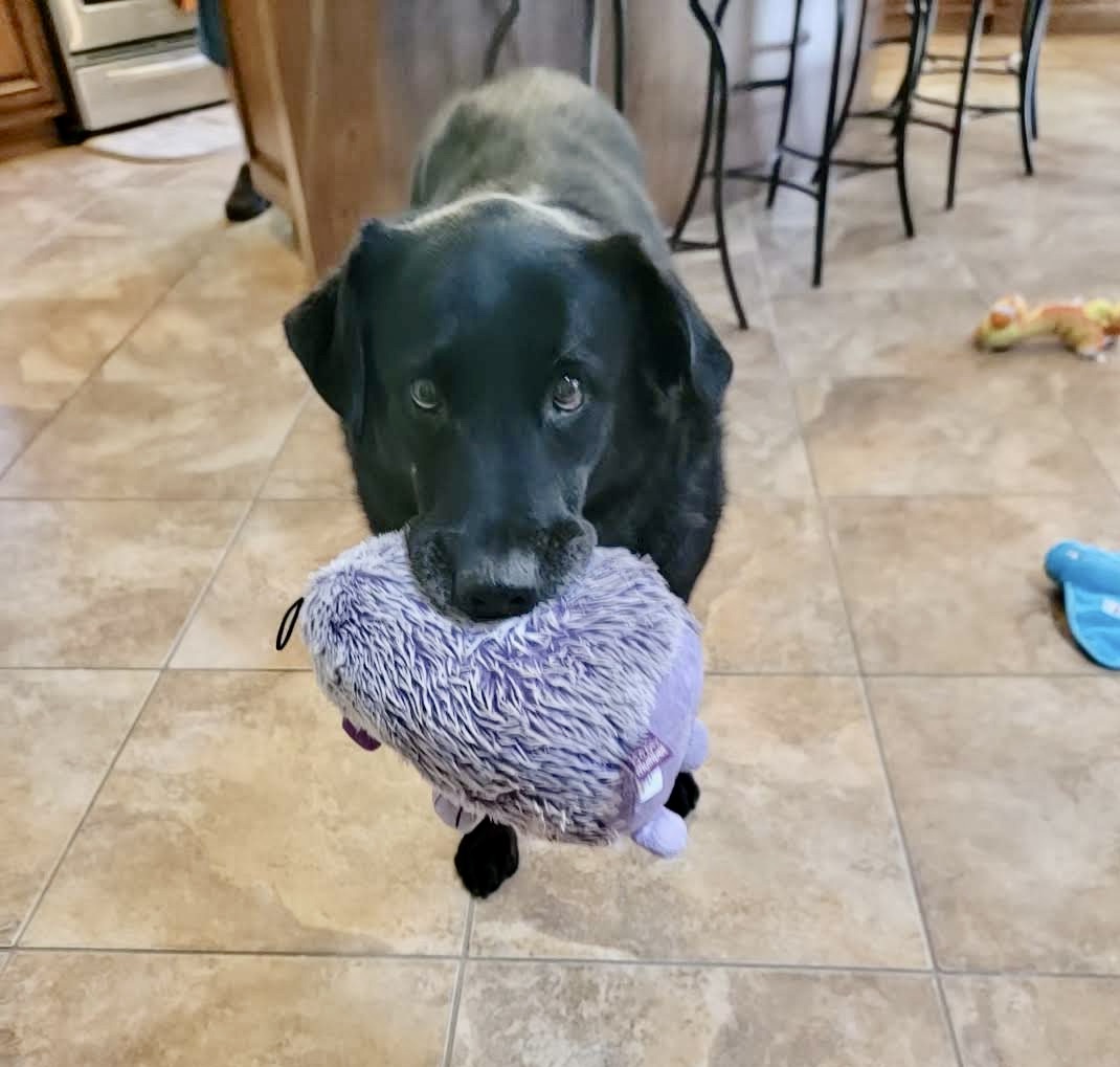 Sweetest Marley at Missouri shelter 1440 days and still no one has adopted her Sweetest Marley at Missouri shelter 1440 days and still no one has adopted her