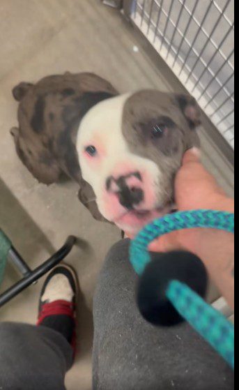 Heartwarming: Shelter pup who had given up – lights up when he realizes visitors came to meet him