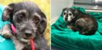 13 years later sweet little pup back at shelter shivering in fear after owner passed
