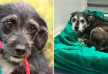 13 years later sweet little pup back at shelter shivering in fear after owner passed