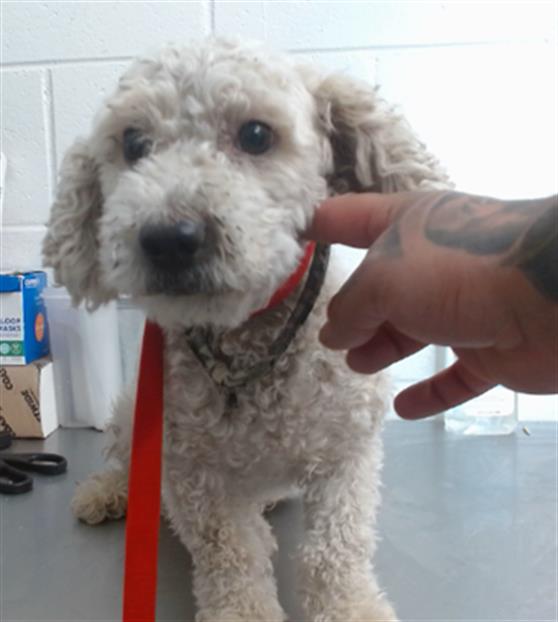 Sad poodle returned to shelter after 2 weeks for biting thumb of adopter’s mom while trying to fit in with new family