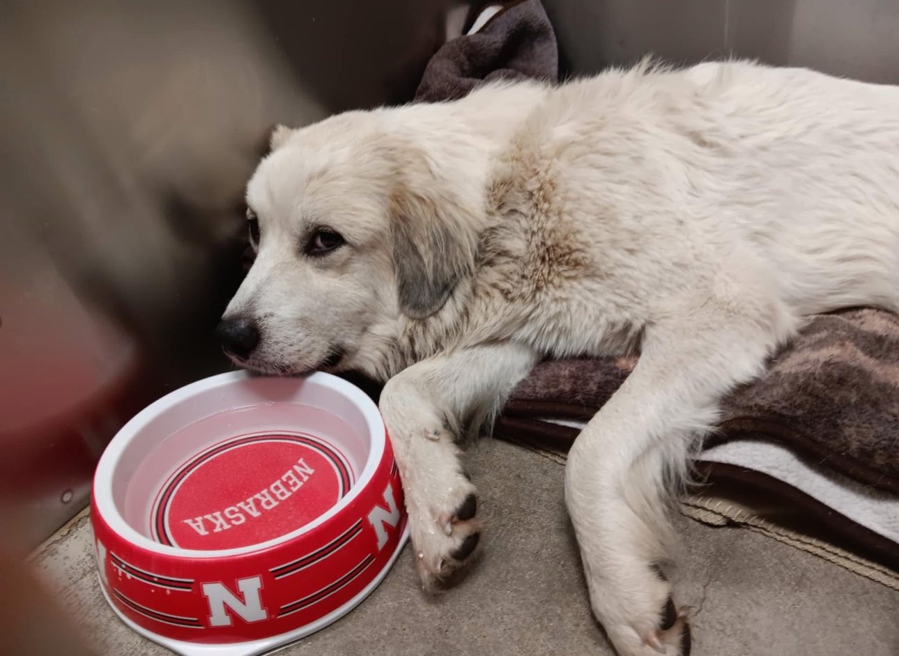 Nebraska shelter raised unexpected sum $31,000 in donations for stray dog’s surgery Nebraska shelter raised unexpected sum $31,000 in donations for stray dog’s surgery