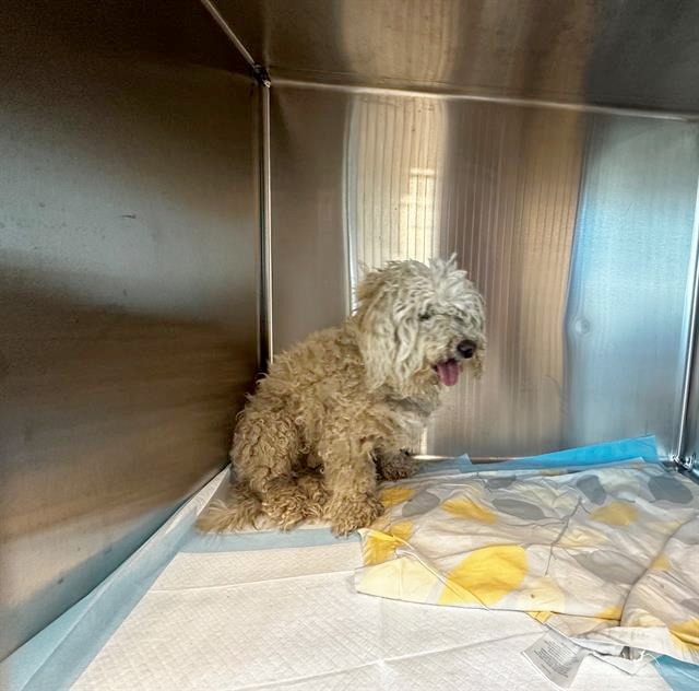 Scared poodle called ‘ugly’ has been result of life without care waits for chance to find a home