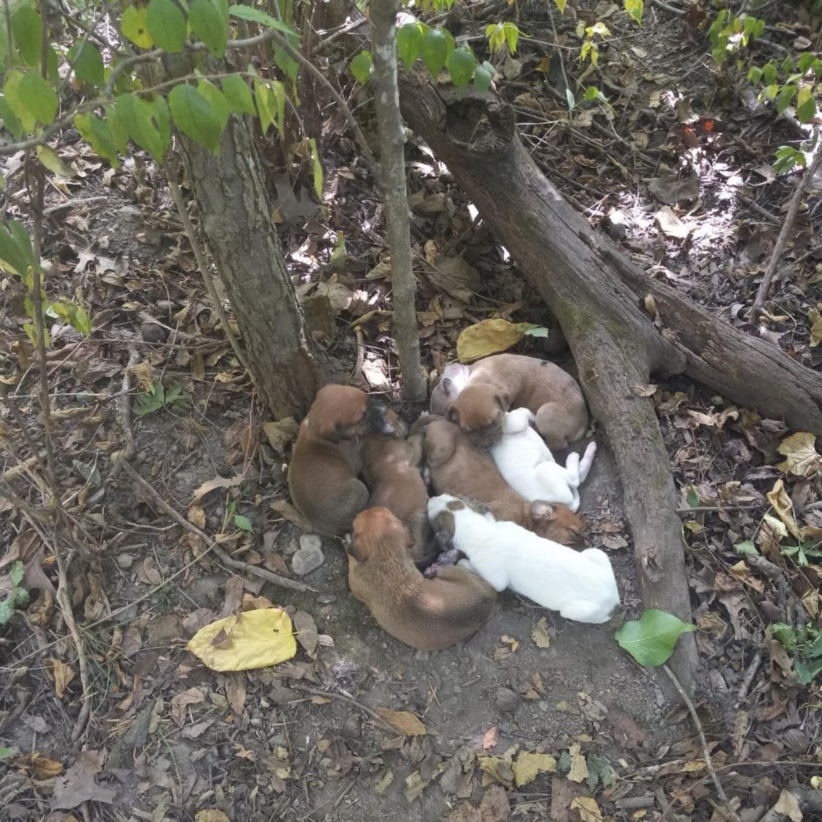 Hikers walking through the woods stumble upon pile of puppies and their skinny mom