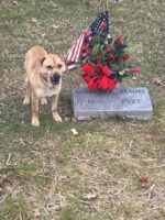 Dog returned to same place at cemetery keeping watch beside a gravestone of man’s recent death