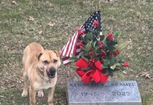Dog returned to same place at cemetery keeping watch beside a gravestone of man’s recent death