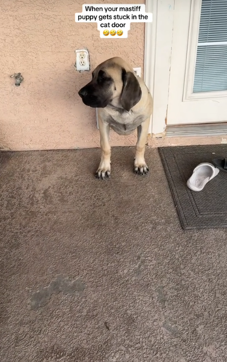 Hysterics as mastiff gets stuck squeezing through kitty door