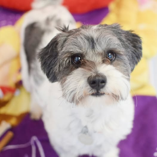 Heartbreaking: Adorable shelter pup returned within 10 minutes while his pal came back within 3 days