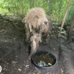Dog has four pounds of matting shaved after rescue from deplorable living conditions Dog has four pounds of matting shaved after rescue from deplorable living conditions