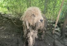 Dog has four pounds of matting shaved after rescue from deplorable living conditions