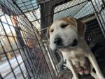 Pregnant dog discovered with tight wire around neck had been victim of cable snare trap