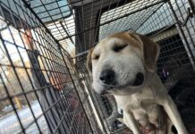 Pregnant dog discovered with tight wire around neck had been victim of cable snare trap