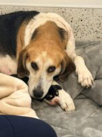 Dog found with snare trap wire wrapped tightly around neck gives birth to puppy