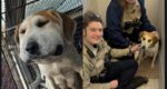 UPDATE: Pregnant dog found with cable snare around neck causing head to swell miraculously recovering