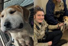 UPDATE: Pregnant dog found with cable snare around neck causing head to swell miraculously recovering