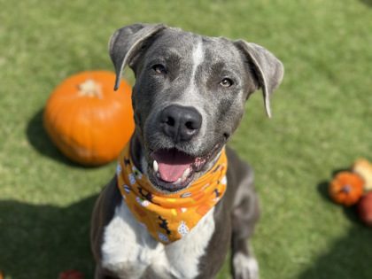 Maui Humane Society urges adoptions otherwise 20 dogs may lose their lives due to overcrowding