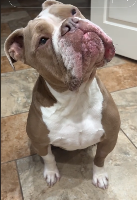 Bulldog bitten by rattlesnake while protecting his doggy sibling and humans