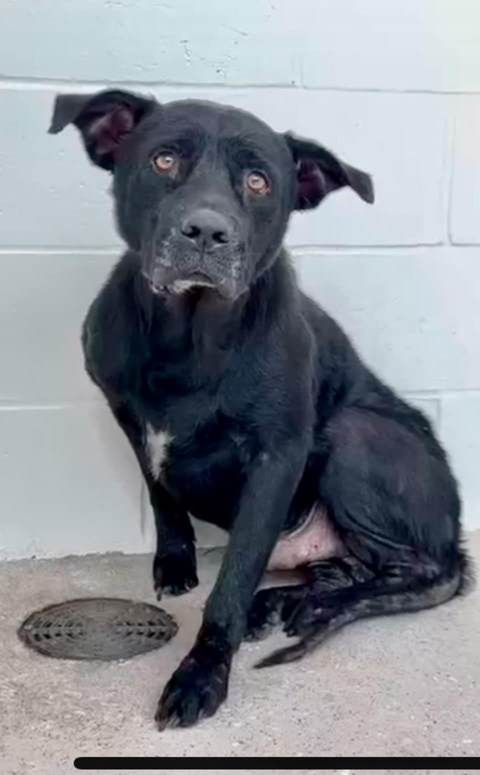 Heartbreaking: Poor Max needs help after owner passed away leaving pup alone in 99 degree home