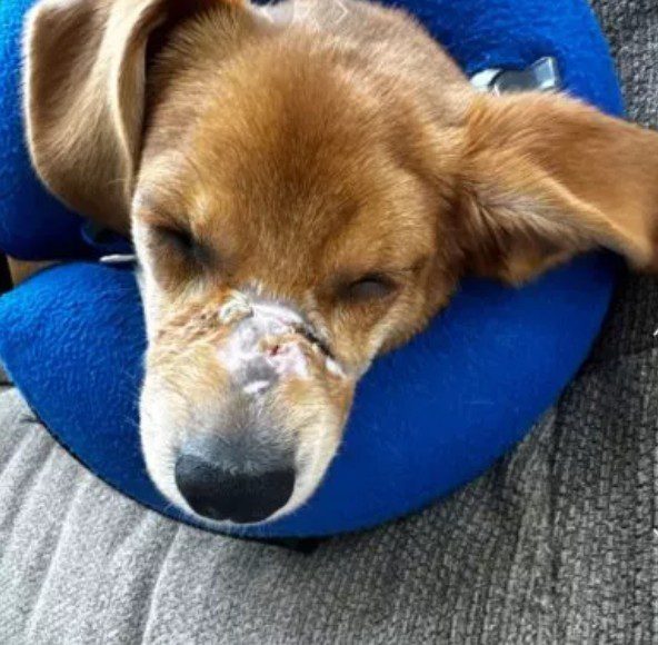 Owners zip-tied puppy’s mouth for barking ‘too much’ at night charged with animal cruelty Owners zip-tied puppy’s mouth for barking ‘too much’ at night charged with animal cruelty