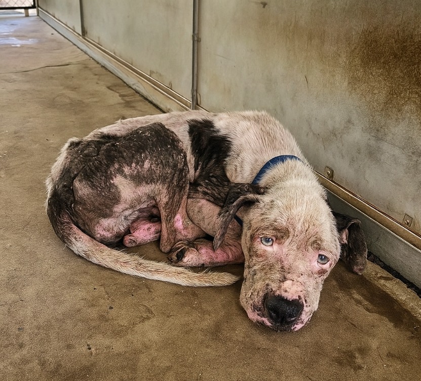 Heartbreaking: Sweetest dog had rough life on streets waits for someone to look past his dirty coat