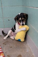 Precious 4-month-old puppy adopted and returned to Texas shelter clutches soft toy for comfort