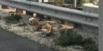 Rescuer watched loyal pup sleep and crawl to deceased friend until a way was figured out to help