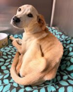 Good Samaritan spotted severely undernourished puppy transferred to St. Louis rescue for life saving surgery Good Samaritan spotted severely undernourished puppy transferred to St. Louis rescue for life saving surgery