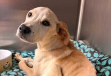 Good Samaritan spotted severely undernourished puppy transferred to St. Louis rescue for life saving surgery